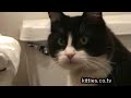 FUNNIEST KITTIES Boots vs Toilet Paper Funny Cat