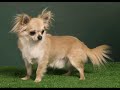 Chihuahua langhaar