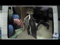 Pet Penguin fetches Newspaper & Crazy FedEx guy