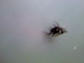 What Kind of Spider? Invasion of the Spiders 1
