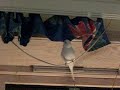 Budgie attacks curtains