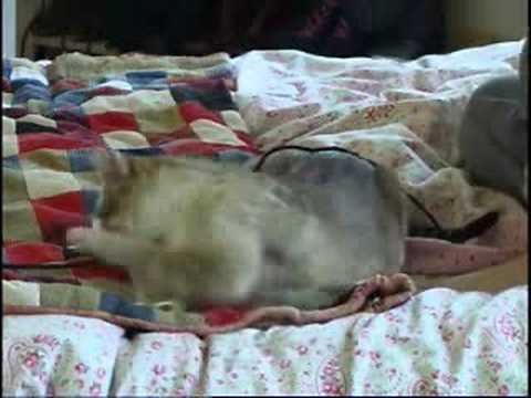 Bengal Cat Playing