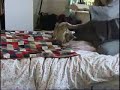 bengal cat playing