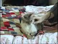 bengal cat playing