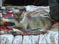 bengal cat playing