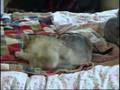 Bengal Cat Playing