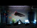 Red arowana
