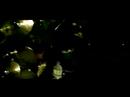 BurgerKill_Terlilit Asa