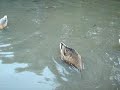 Ducks in Central Park