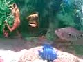 horn fish