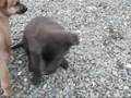 videos de Famille chien Husky croisé...