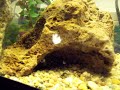 Crabby red claw crab Crabby red claw crab