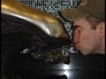 HR Giger`s Alien (sideshow replica)