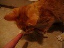 Krunchy (my kitty) growls and hisses!