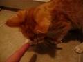 Krunchy (my kitty) growls and hisses!