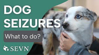 What to Do When Your Dog Has a Seizure