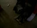 Cooper licking Millie\ Cooper licking Millie\
