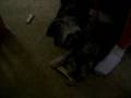 videos de Cooper licking Millie's ears-Part 1