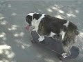Watch Out!! SPEEDRACER / Darla Skateboarding Bulldog Watch Out!! SPEEDRACER / Darla Skateboarding Bulldog