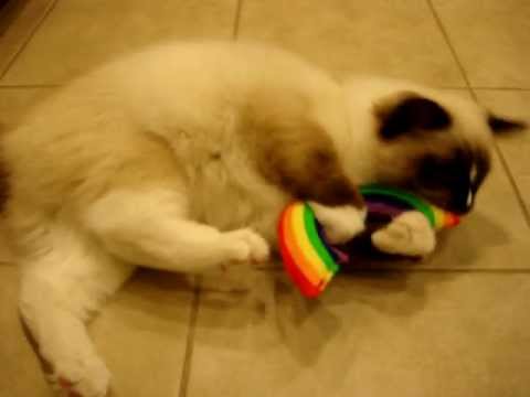 0 Yeowww! Catnip Toys