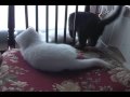 子猫とミツバチ