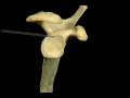 videos de Clavícula y escápula.