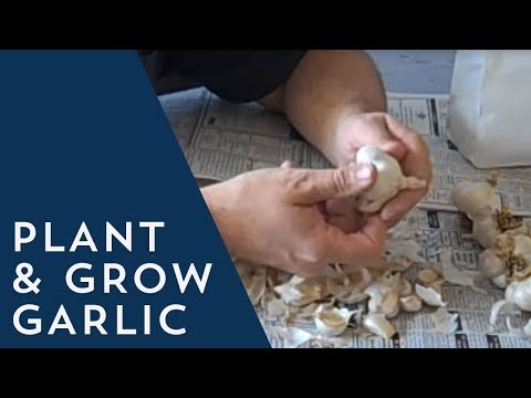 how to harvest garlic
