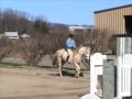 Classical Dressage & Celtic Music Classical Dressage & Celtic Music