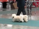 Havanese Brace Specialty 2008 Highlights Havanese Brace Specialty 2008 Highlights