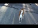Shiba Inu Kirby, Off Leash Urban Patrol Shiba Inu Kirby, Off Leash Urban Patrol