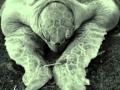 Thsi movie shows the list of animals getting sooner or later extinct Copiright H2= Production/ Frank Harrenberg for DEEPWAVE