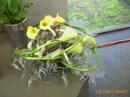 flowers-of-keukenkof-photos-only.html