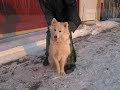 Chien Jinny ...