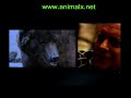 Part 7 Ghostly Creatures AXNMU