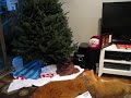 cats and christmas trees