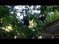 Social Climbers