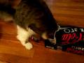 Fat cat tries to get into soda fridge pack