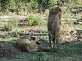 Lions getting it on! Lions getting it on!