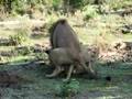 Lions getting it on!
