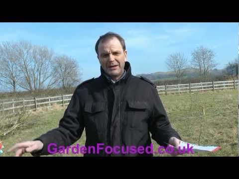 how to transplant blackcurrant bushes