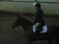CCE - dressage