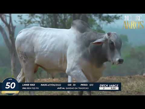 4� DE OLHO DA FAZENDA NELORE AKROS