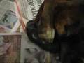 Boxer dog: Birth, the miracle of life Boxer dog: Birth, the miracle of life