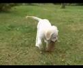 Candy-golden-retriev
