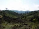 Kalimantan Deforesation Kalimantan Deforesation