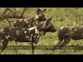 African wild dogs cross Imfolozi flood plain African wild dogs cross Imfolozi flood plain