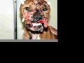 Start the riot against cruelty