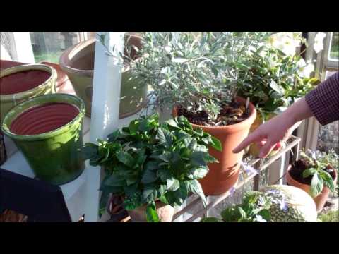 how to care for convolvulus cneorum