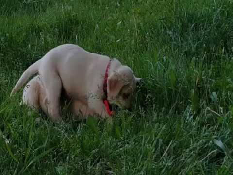 Lila Plays with Charlie