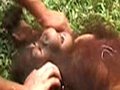 Apes Giggle Like Humans